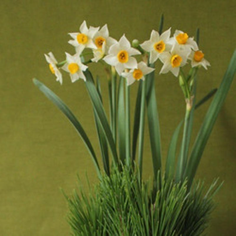 早春の香りを飾って清々しく！「日本水仙」のお正月のアレンジメント 