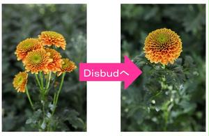 1本にたくさんの花をつける「スプレーマム」（画像左）。このスプレーマムの脇芽を取り除きながら頂点の花...