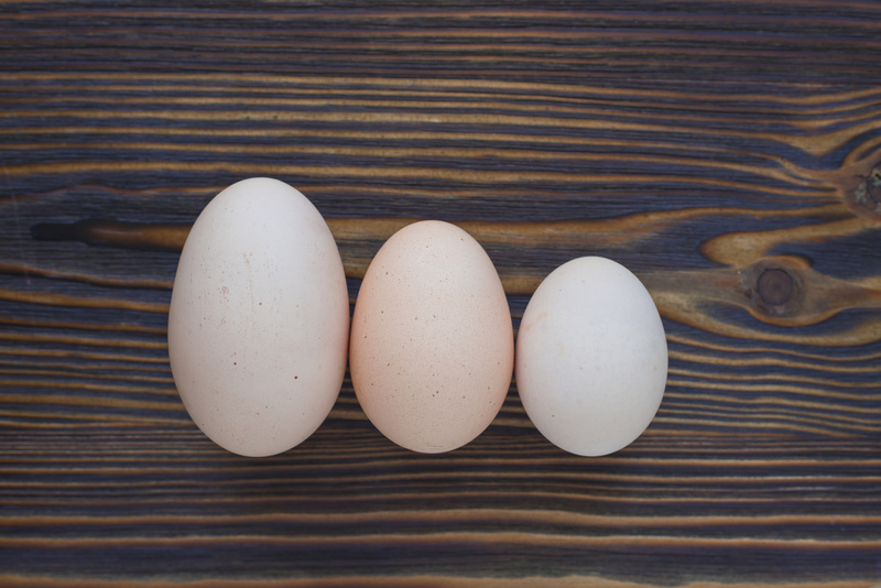 卵の大きさで目玉焼きの味が変わる 今さら聞けない 卵 の基本のき くらしのアンテナ レシピブログ