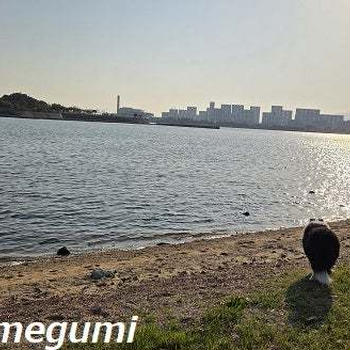 お兄ちゃんとお姉ちゃんと一緒に御前浜にお散歩に行ったｖ・。・Ｖ わん♪