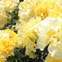 薔薇・ばら・バラ・・・♥（イエロー）