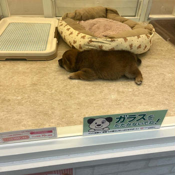 ペットショップ