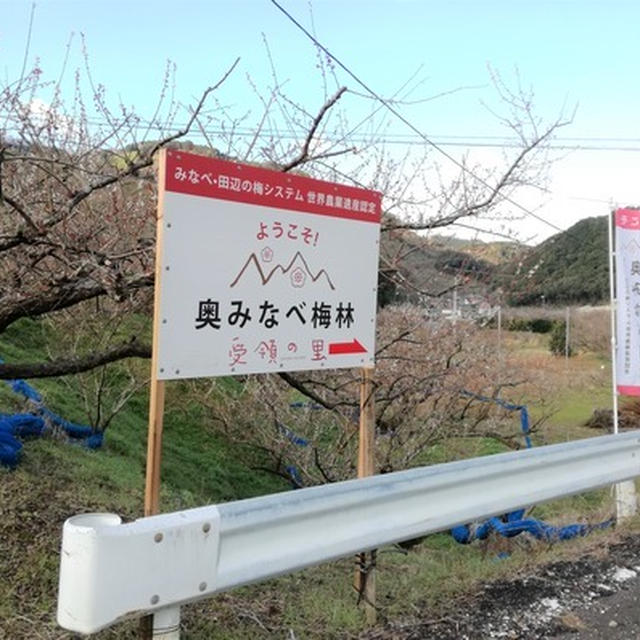 石神梅林2回目。3分くらい残ってるかな・・・あと、奥みなべ初訪問♪　※2020/2/23現在