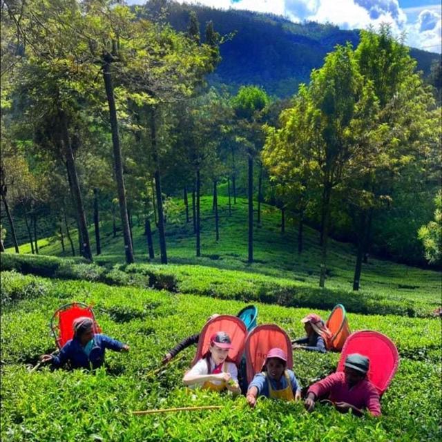 スリランカに紅茶手摘み 世界で一番幸せに輝く紅茶作り　JANAT さとい栗
