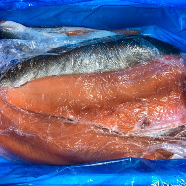 【モニター】キッチンバサミでできる！北海道産生秋鮭の下準備。