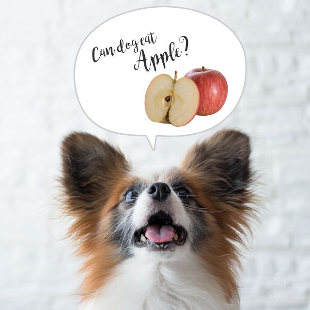 ■犬にりんごを与えるといいことを知っておこう！（All About掲載）