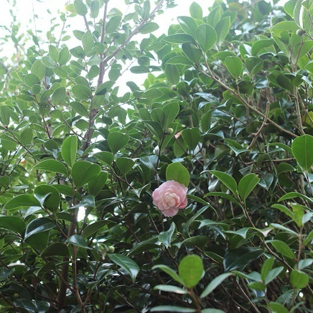 今日で畑仕事は終わりかも！？