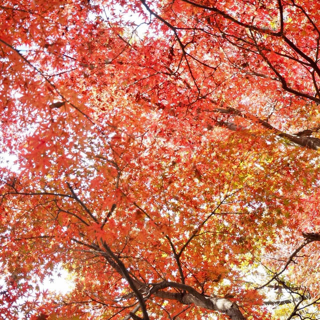 紅葉狩り♪