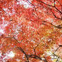 紅葉狩り♪