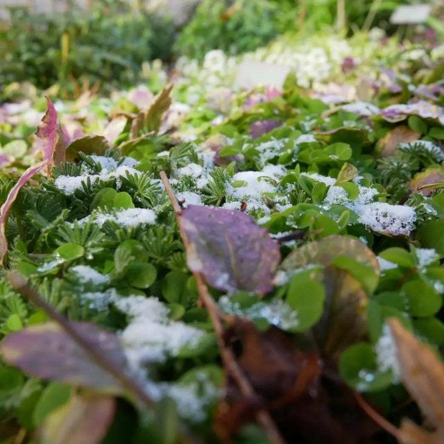 オキザリスうっすら雪化粧、最近撮った写真#ameba写真部