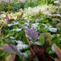オキザリスうっすら雪化粧、最近撮った写真#ameba写真部