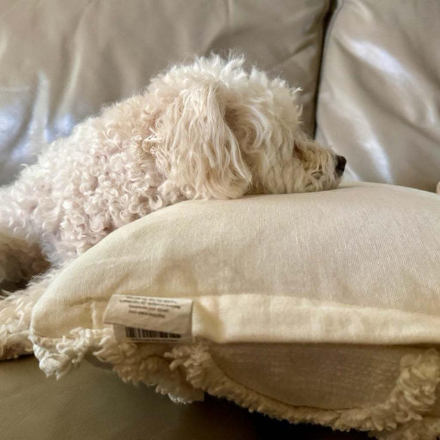 犬は家族だから　喜びと悲しみ