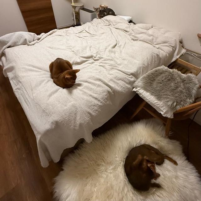 4ニャンが揃った？