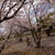 今年のお花見風景〜♪