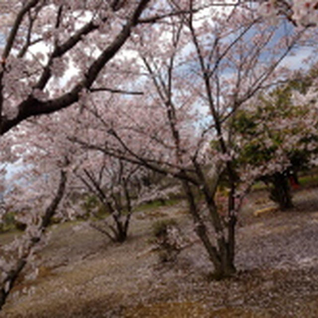 今年のお花見風景〜♪