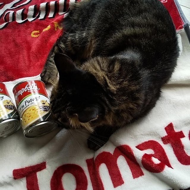 猫さまも喜んだ！？カルディ限定「キャンベルスープ・ブランケットセット」