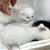 母は美しい～白雪と仔猫物語①～