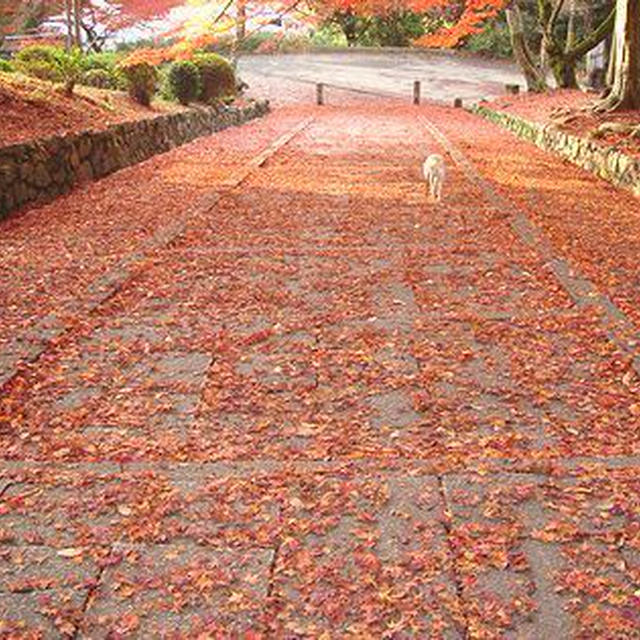 紅葉の写真です♪