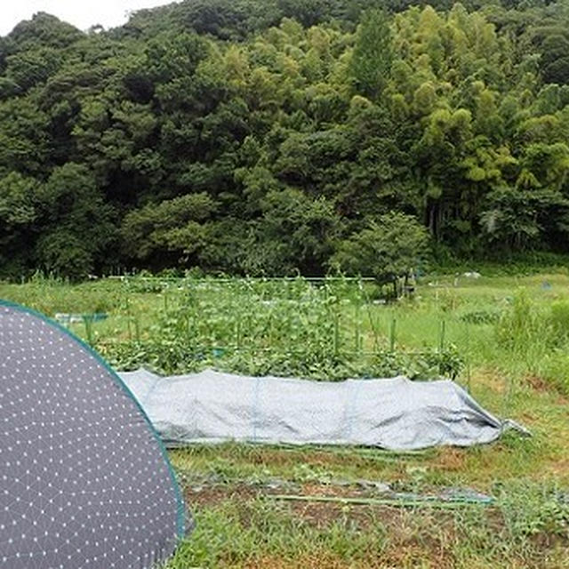 葉山農園（8月上旬）☆ネットメロン収穫時期