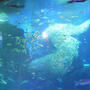 新江ノ島水族館♪＆ロイヤルホスト♪＆重要なお知らせ♪