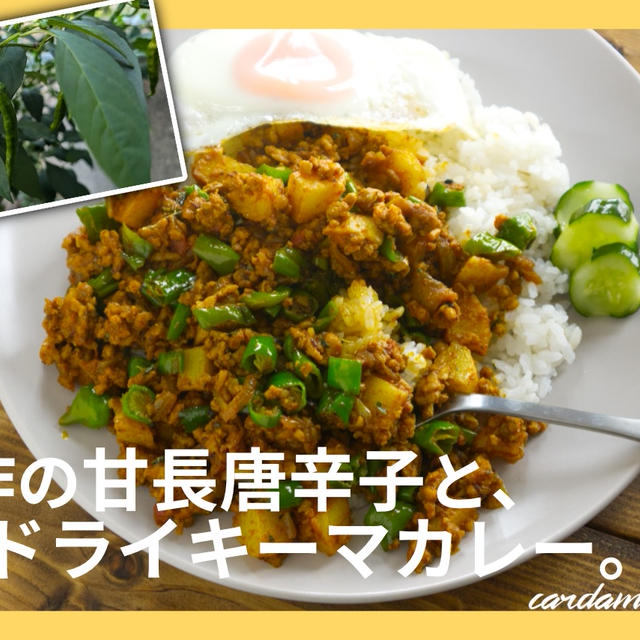 大豊作の甘長唐辛子と、ドライキーマカレー。