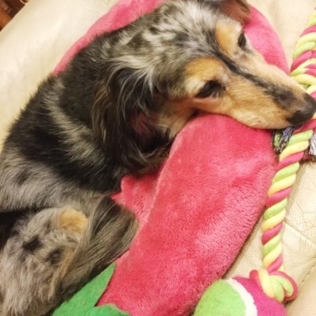 サマーカットに致しました