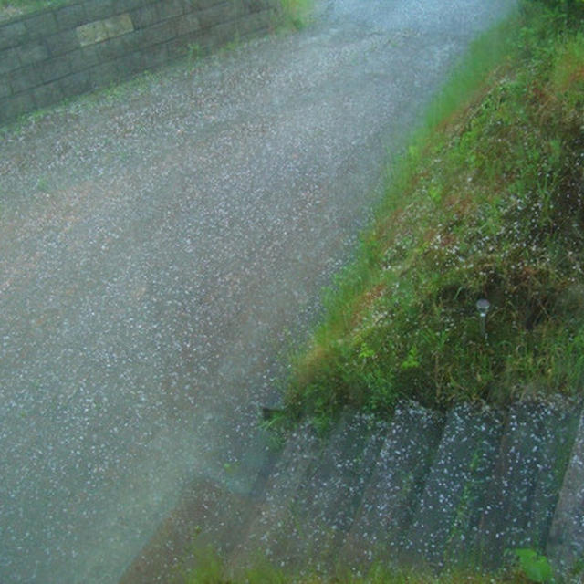 雷雨ヒョウ！豚ﾊﾞﾗ炒め