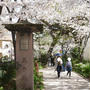 花の道の桜#お花見の風景
