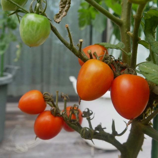 今日は野菜の日