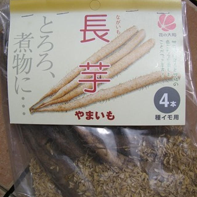 ヤマイモ（長芋）栽培☆収穫時期（秋掘り・春掘り）