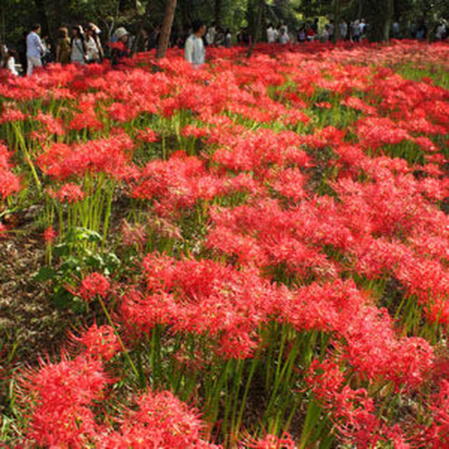 曼珠沙華の里　巾着田　(その1)