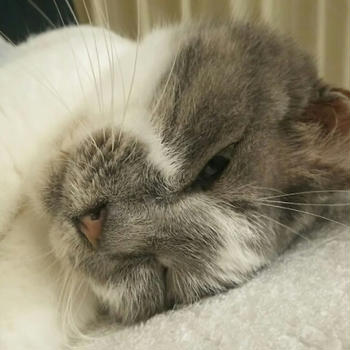 我が家に猫がやってきた。