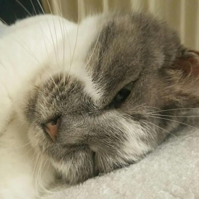 我が家に猫がやってきた。
