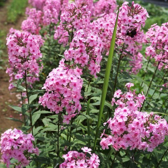 ■Myファーム情報【綺麗処はフロックスと虫除け菊／作付け野菜各種】のご紹介です♪