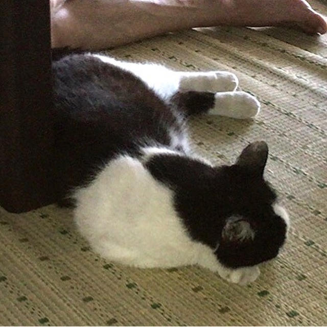お留守番ミーさん