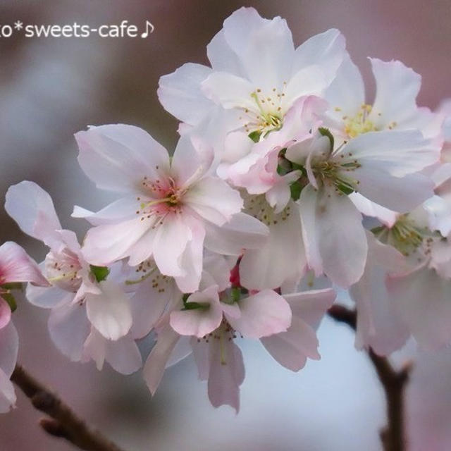 *ほんわか・10月桜に癒されます＊