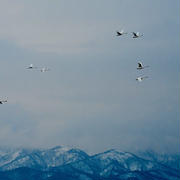 雪の山と白鳥さん