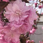 井の頭公園のソメイヨシノが終わる頃、庭の八重桜が八分咲き☆そして端午の節句の準備かな