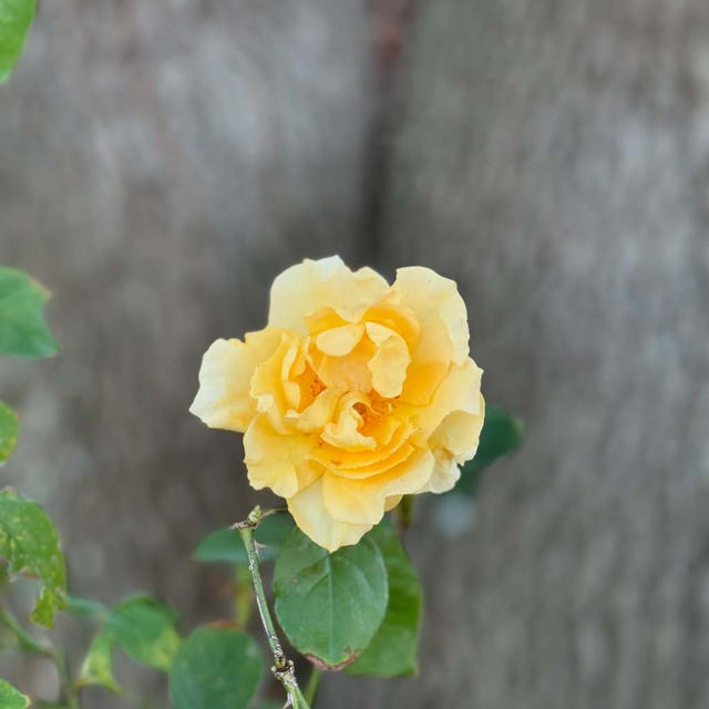 11月の花