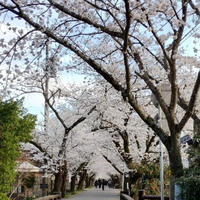 筑前の旧城下町秋月の桜並木【福岡県朝倉市秋月】