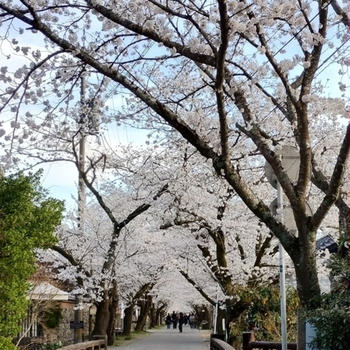 筑前の旧城下町秋月の桜並木【福岡県朝倉市秋月】