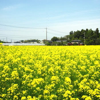 菜の花畑