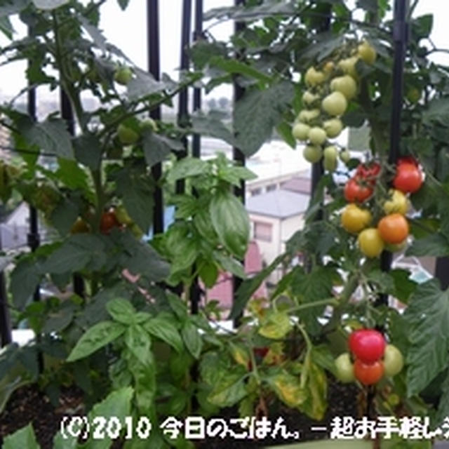 プチトマト、ようやく食べ頃が始まりました♪