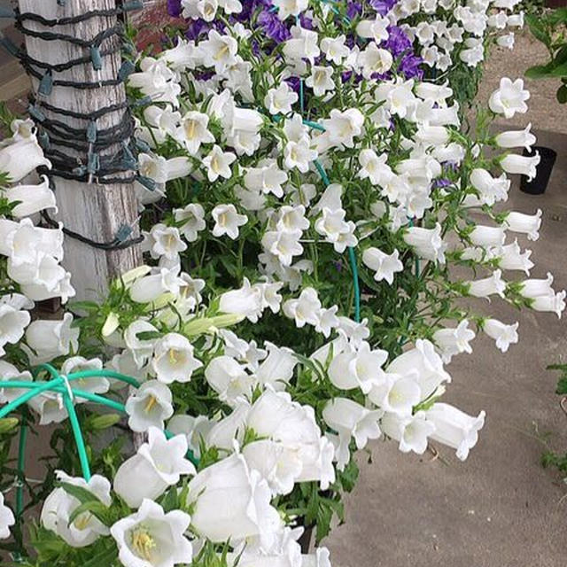 花盛り〜カンパニュラ〜