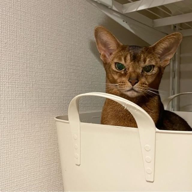 洗濯カゴの妖精さん