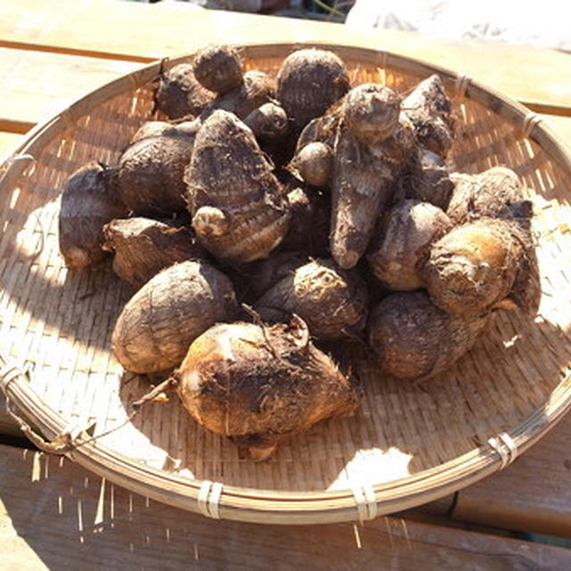 サトイモの育て方 芽だし 催芽 栽培方法 By 根岸農園さん レシピブログ 料理ブログのレシピ満載