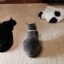 猫の肩甲骨