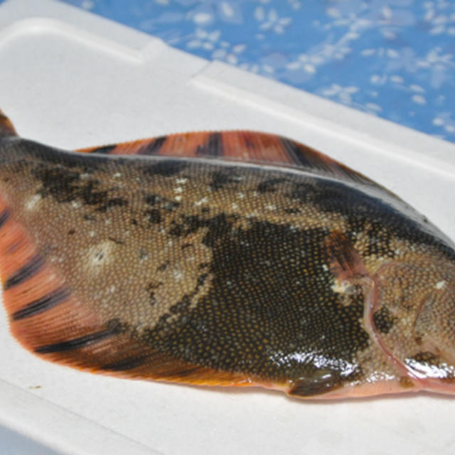 超高級魚の “ マツカワ “ を貰っちゃいました (^^♪