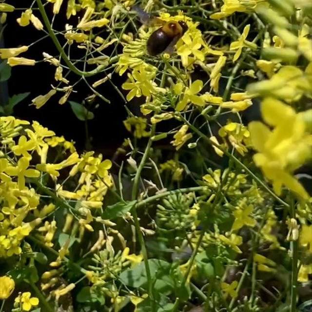 クマバチが飛ぶ季節になりました