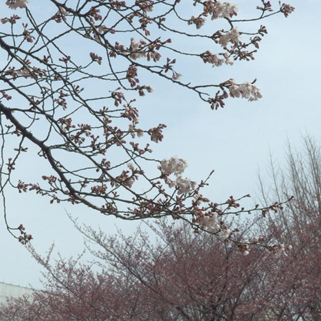 桜は三分咲き